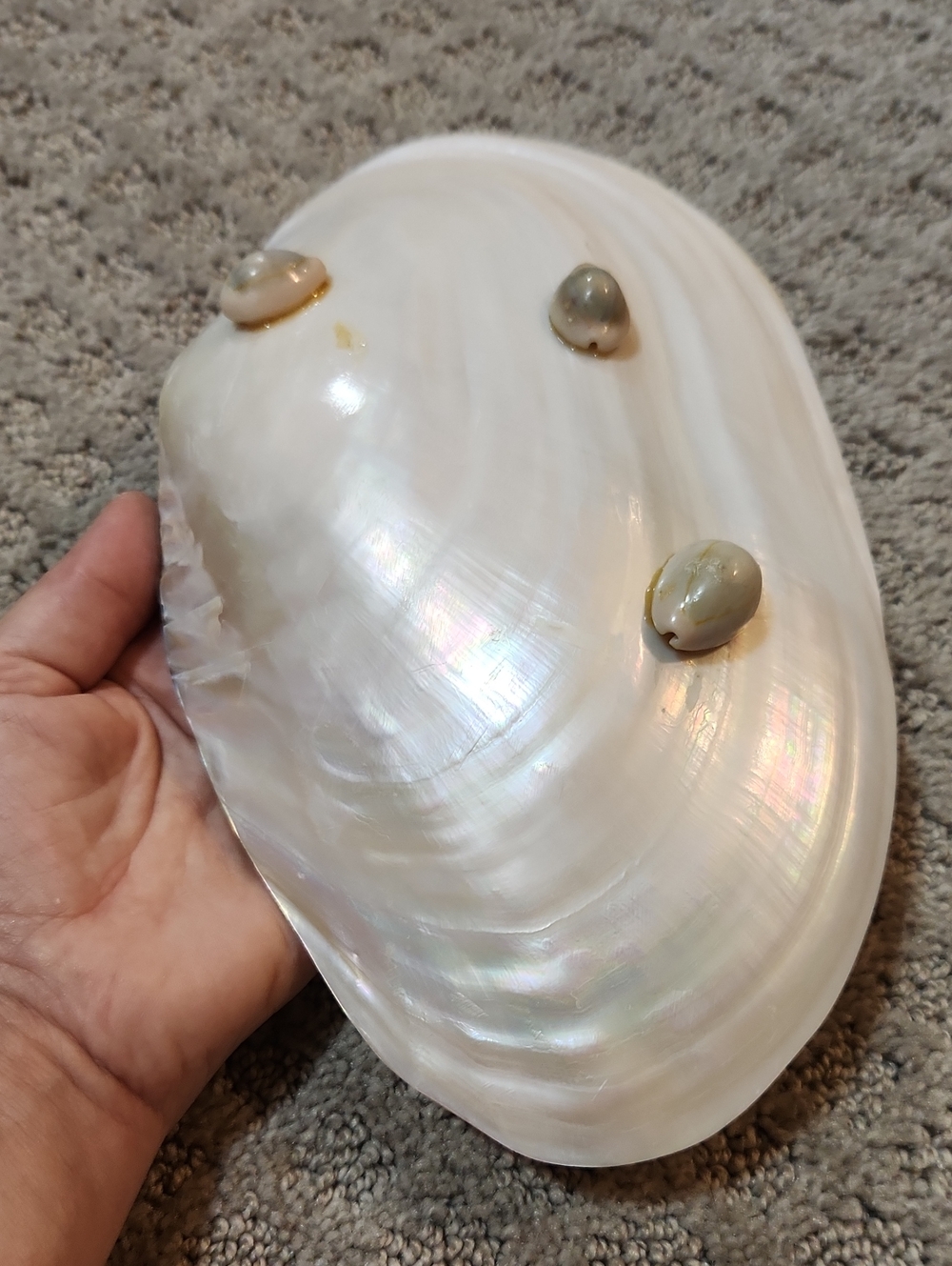 Shell Decor Iridescent Mother-of-Pearl Decorative Bowl Creamy White Iridescence - Picture 9 of 12